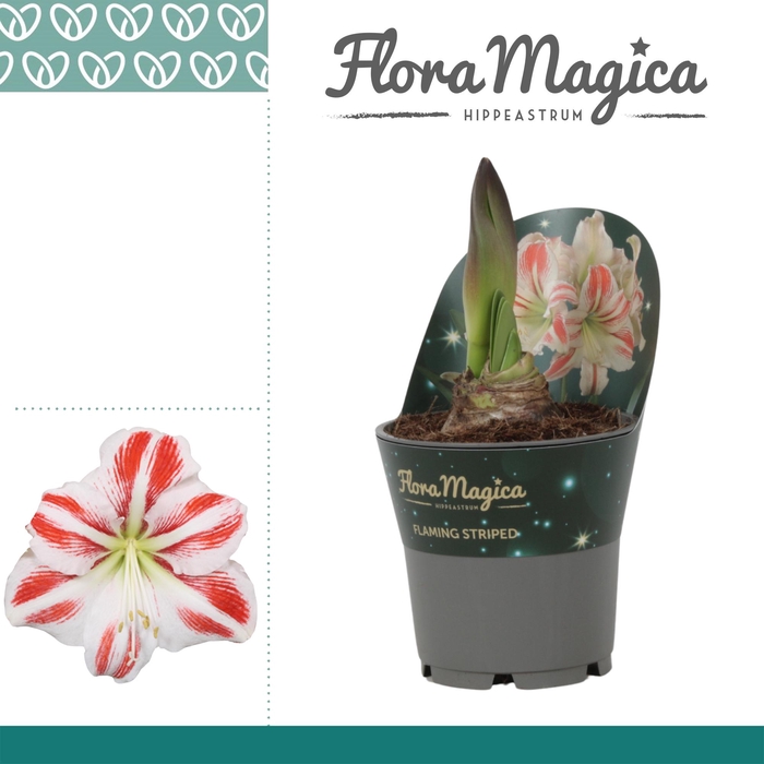 <h4>Amaryllis Flaming Striped in Potkraag</h4>