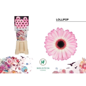 Germini Lollipop Diamond