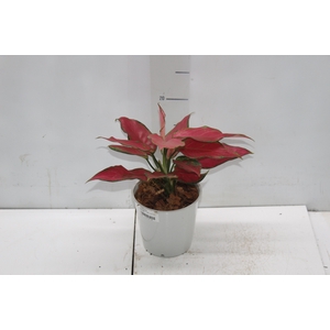 AGLAONEMA CHERRY BABY P12