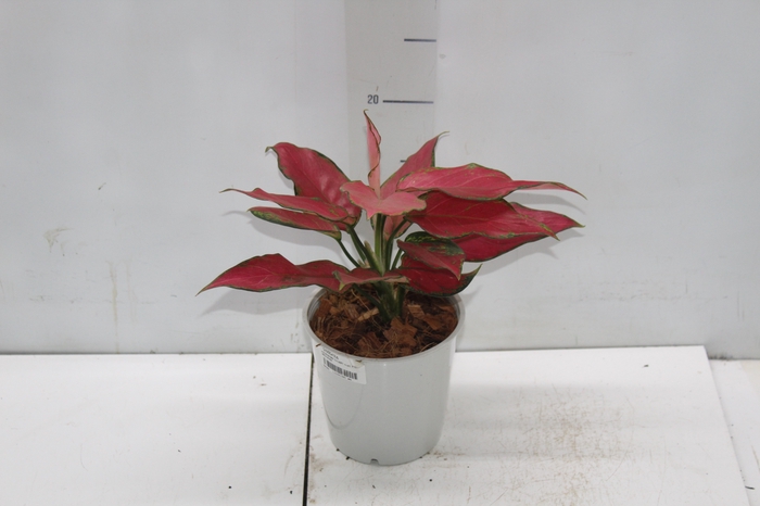 <h4>AGLAONEMA CHERRY BABY P12</h4>