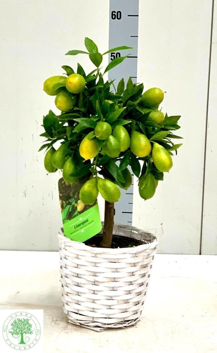 <h4>CITR MARGARITA</h4>