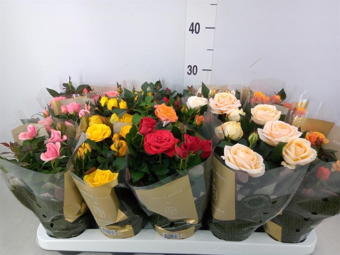 <h4>Rosa  'Kordana Grande'   ...mix</h4>