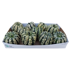 Cucurbita
