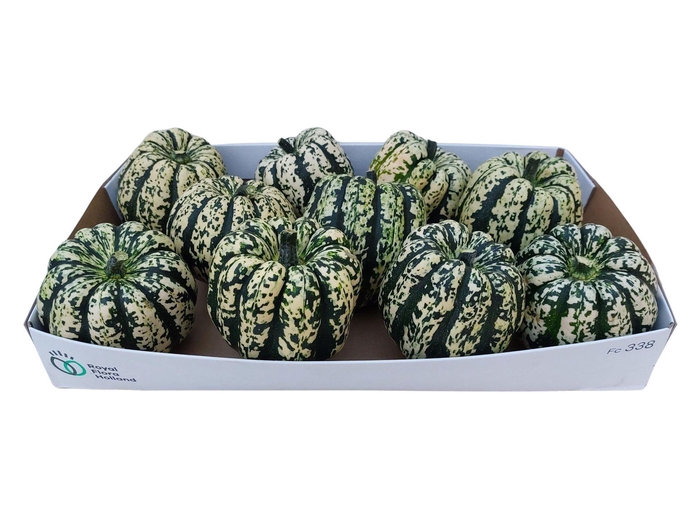 <h4>Cucurbita</h4>