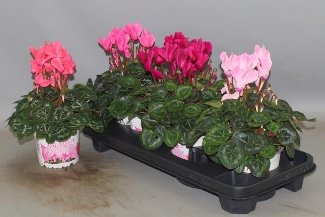 <h4>CYCL GR SUP XL</h4>