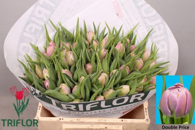 <h4>TU DU DOUBLE PRICE</h4>