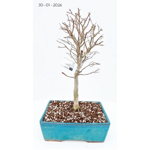 Acer buergerianum, pot 25cm.