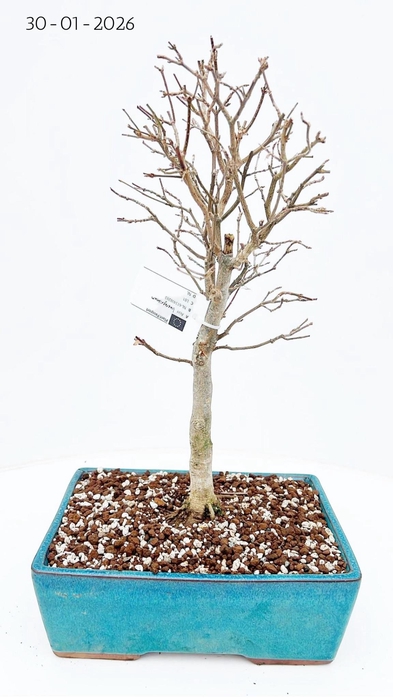 <h4>Acer buergerianum, pot 25cm.</h4>