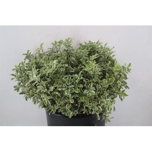 Pitto Nigra 150gr P Bunch