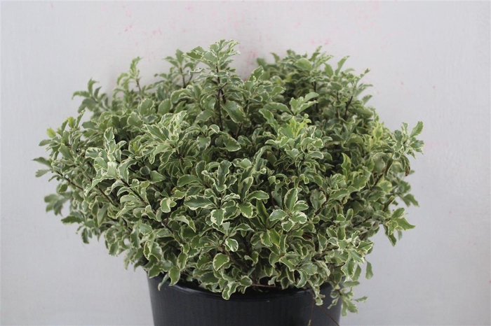 <h4>Pitto Nigra 150gr P Bunch</h4>