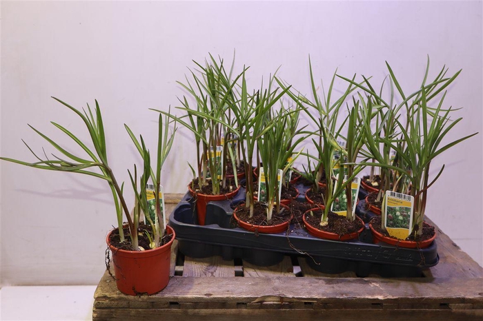 <h4>Frit Meleagris</h4>