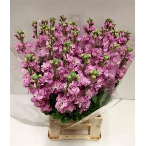 MATTHIOLA IRON ROSE PINK 45CM