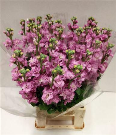 <h4>MATTHIOLA IRON ROSE PINK 45CM</h4>
