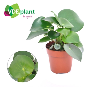 Peperomia polybotrya Raindrop