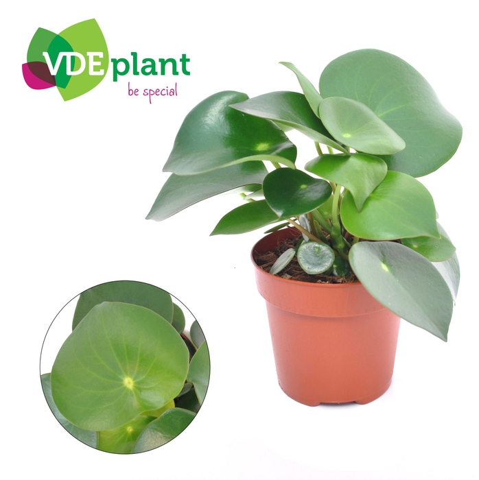 <h4>Peperomia polybotrya Raindrop</h4>