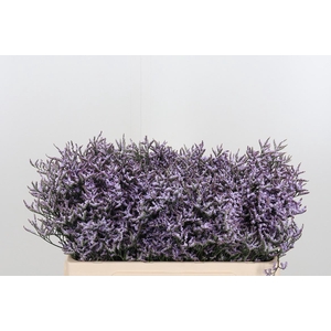 Limon Safora Lilac