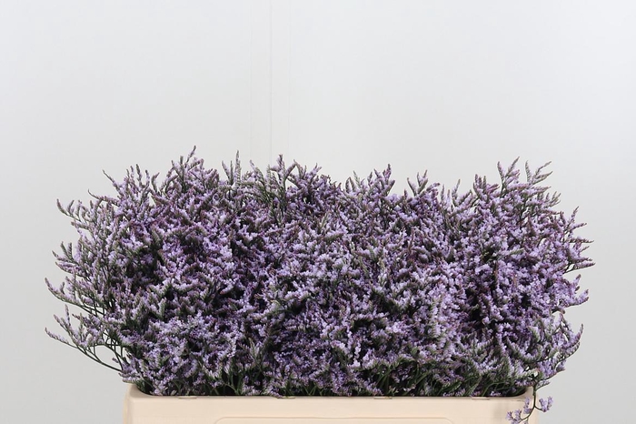 <h4>Limon Safora Lilac</h4>