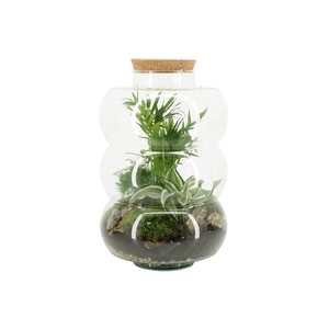 90585: Terrarium arrangement