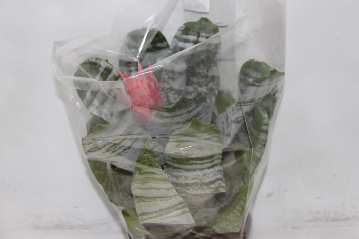 <h4>AECHMEA FASCIATA P17</h4>