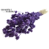 Nigella per bunch Purple