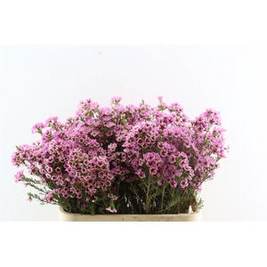 Cham Pink Adi
