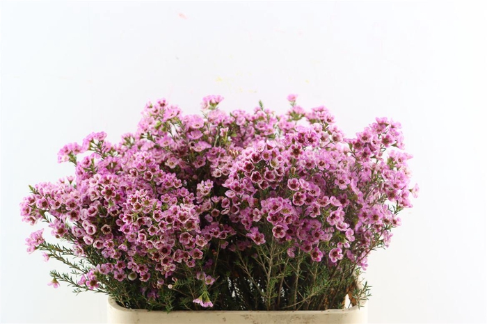 <h4>Cham Pink Adi</h4>