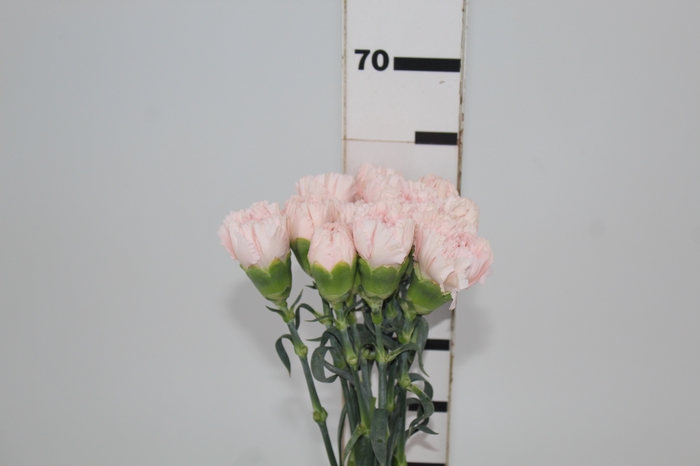 <h4>CRAVO HANOI 060 CM</h4>