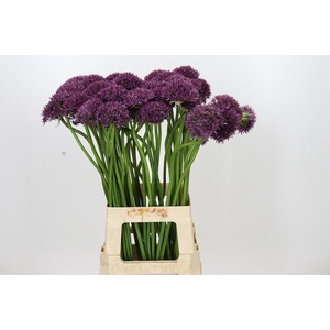 Allium Firmament