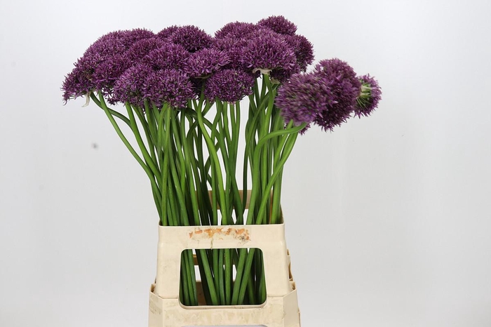 <h4>Allium Firmament</h4>
