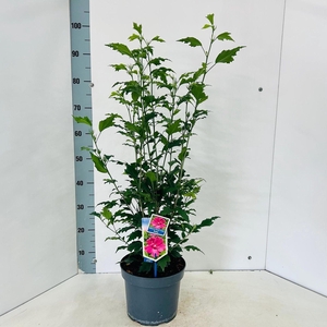 Hibiscus syriacus