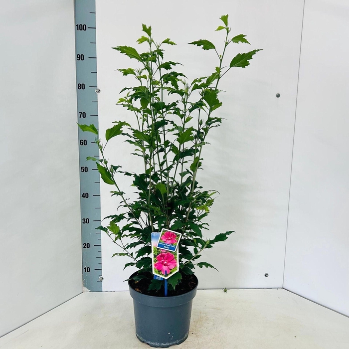 <h4>Hibiscus syriacus</h4>