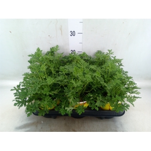 Pelargonium graveolens