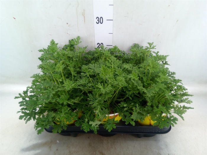 <h4>Pelargonium graveolens</h4>