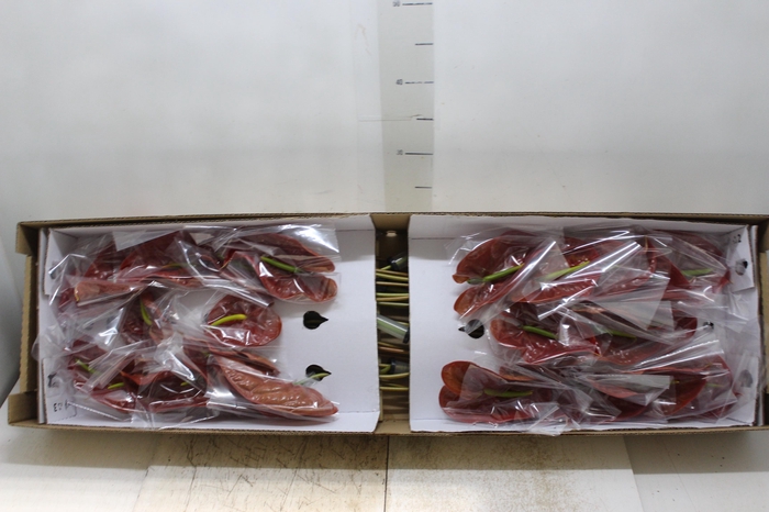 <h4>ANTHURIUM CHOCO 11/13 040 CM DIAM MIN 11 CM CHOCOLATE</h4>