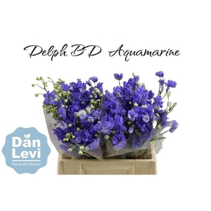 DELPH D BIJOU AQUAM