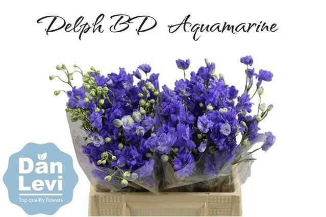<h4>DELPH D BIJOU AQUAM</h4>