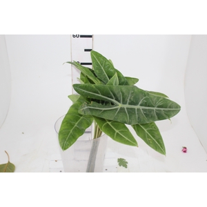 FOLHAGEM ALOCASIA LONGILOBA 040 CM