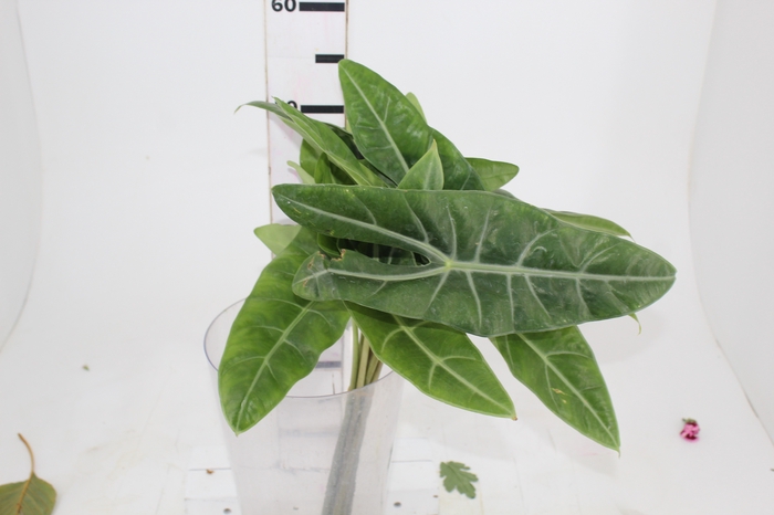 <h4>FOLHAGEM ALOCASIA LONGILOBA 040 CM</h4>