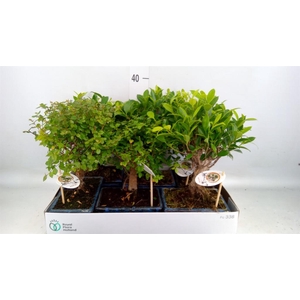 Bonsai   ...mix
