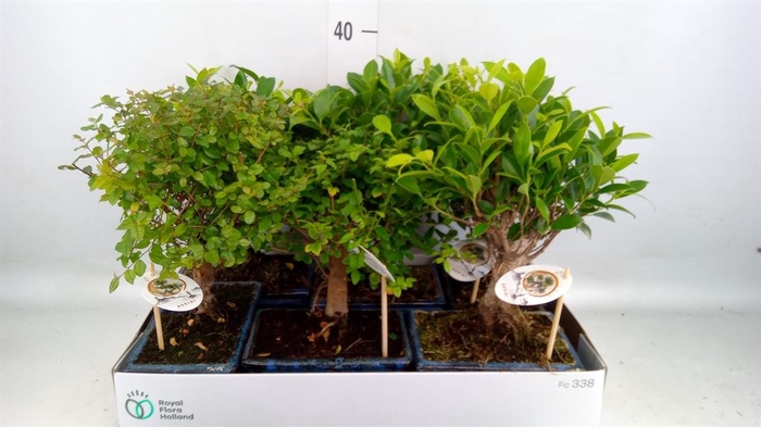 <h4>Bonsai   ...mix</h4>