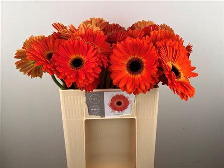 <h4>Ge Gr Medina</h4>