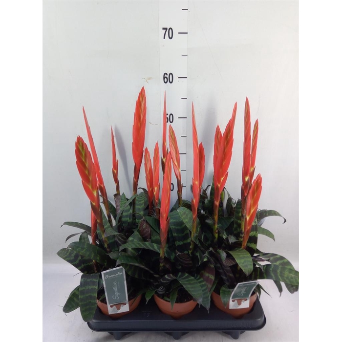 <h4>Vriesea  'Era'</h4>