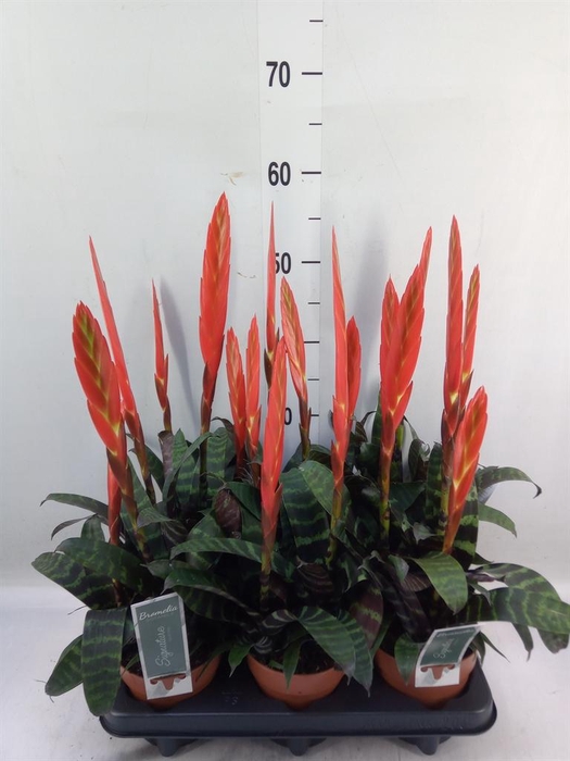 <h4>Vriesea  'Era'</h4>