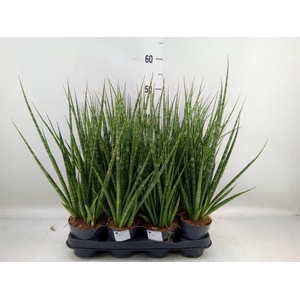 Sansevieria cyl.  ...