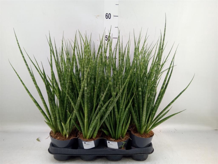 <h4>Sansevieria cyl.  ...</h4>