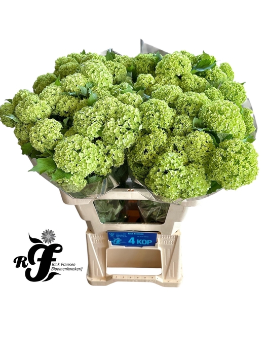 <h4>VIBURNUM ROSEUM ST</h4>