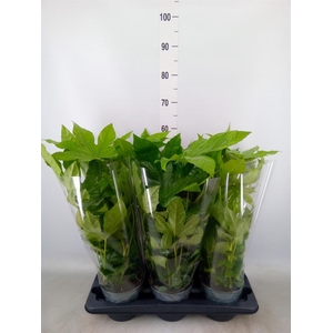 Fatsia japonica   ...