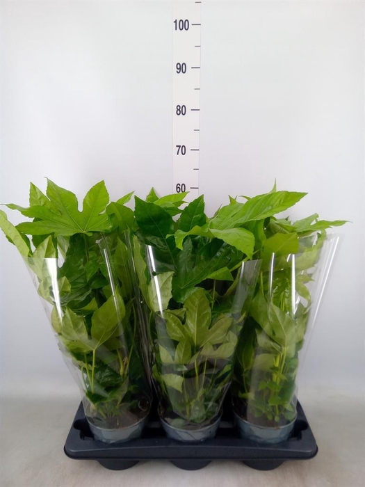 <h4>Fatsia japonica   ...</h4>