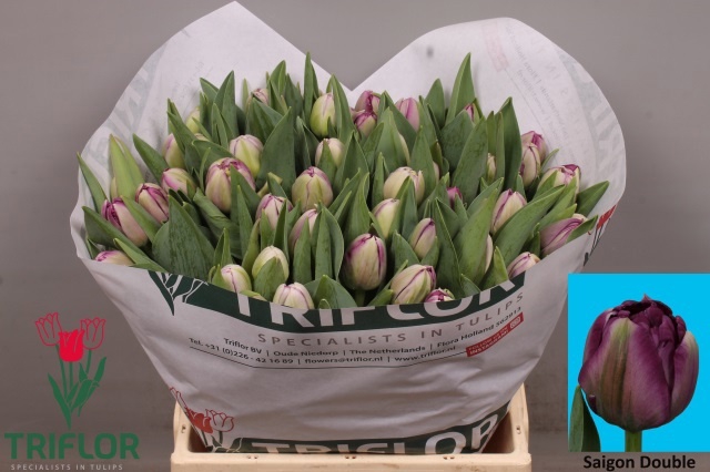 <h4>TU DU SAIGON DOUBLE</h4>