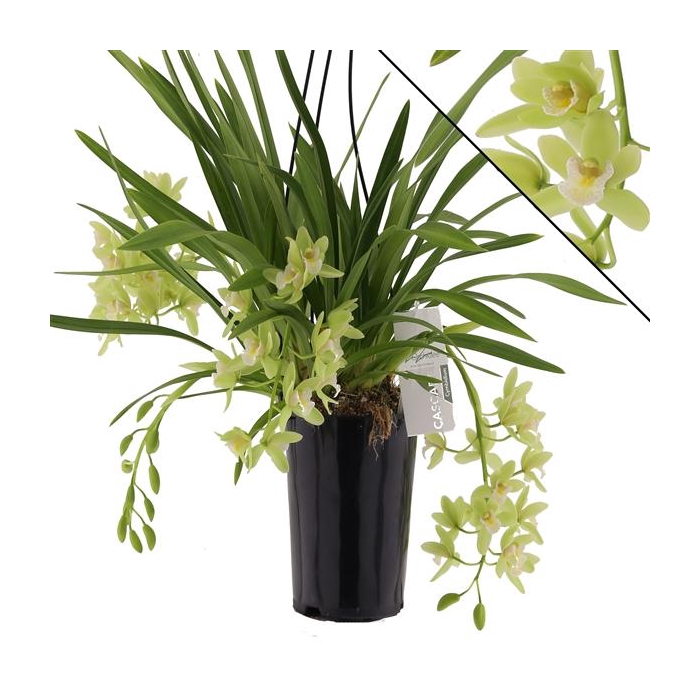 <h4>Jennifer 3-4 tak</h4>